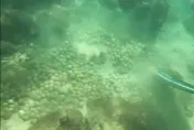 影/碧海藍天藏惡習...日本宮古島逾5000顆高爾夫球沉海底　專家憂破壞海洋生態
