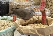 鳥界吃到飽！肥鳥狂吃雜糧店黃豆　網驚：好怕牠拉出來