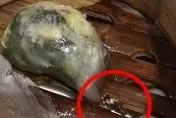 開蒸籠「驚見死蟑螂」！　添好運業者認出包：重新檢視製餐流程