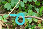 影/絕美「Tiffany藍青竹絲」現蹤南部山區！　眾人讚嘆太夢幻、似「天仙」