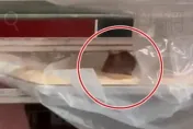 老鼠爽啃備料　台中一中商圈「甜甜圈名店」爆食安疑慮…衛生局說話了