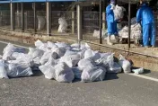 雲林斗六雞場爆H5N1禽流感確診　撲殺2萬隻雞、銷毀近5萬顆蛋