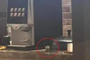 又見「料理鼠王」！天母餐廳自助吧台亂爬　畫面曝光網狂起雞皮