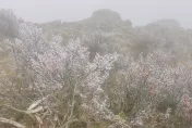 影/人間仙境！武嶺霧濛濛「連下3分鐘冰霰」　玉山驚現銀白霧淞