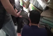 影/西瓜有毒！台中警查獲彰化西瓜小農販毒　還對外自稱「大哥」