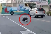 影/屏東黑豬「阿財」逛大街！跑給警察追　還知道要走斑馬線