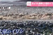 影/北海道海灘千噸魚屍堆成山　民眾搶撿「加菜」當局急籲：最好別吃