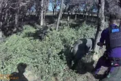 影/屏東大黑豬蹺家逛大街！半小時遭逮捕　主人不敢認