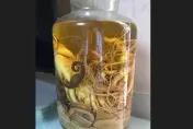 影/泡了2年！廣東男喝光藥酒　才發現海馬是「塑膠」咬不斷