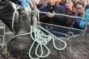 野豬衝村莊亂咬亂衝！湖北村莊慘被血洗1人亡3人傷　警急趕抵射殺