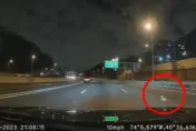 影/「吉」度驚險！吉娃娃高速公路上驚慌狂奔　熱心駕駛合力包抄成功救援