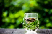 茶喝多會傷腎？　營養師示警：別當水喝！過量恐便秘、結石