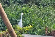 外地人到高雄見「2生物」街上趴趴走　網笑：還看過山豬帶雞
