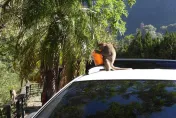 別再亂餵！太魯閣天祥獼猴囂張搶食物　太管處籲：車窗關好