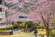 這篇要收藏！台日韓追櫻去「絕美景點一次看」　來回機票萬元有找