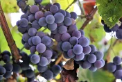 孕婦最理想的解饞水果！「葡萄」益處大公開：可抗老消炎提升記憶力