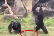 慎入！木柵動物園白鼻心誤闖「禁區」　遭黑猩猩狂毆、拋摔慘死