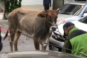 影/新竹聖誕夜「麋牛」奔馳？牛脾氣發作還弄壞車　飼主賠慘了