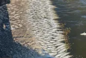 冷死！雲林台西1萬斤虱目魚暴斃「水面全是魚屍」　漁民邊撈「心淌血」