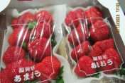 快訊/「日本草莓」又出包！227公斤「農藥殘留」食藥署示警：實施最嚴格查驗