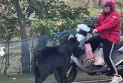 影/自助餐來了！三芝婦滿載食物遇「路怒羊」擋路羊角頂　嚇壞棄車逃