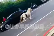 影/台南大街驚見白馬奔馳！飼主家如動物園　3匹馬、孔雀都曾出走過