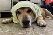感謝陪伴14年！保四忠犬「小黃」不敵病魔離世　員警集資淚別