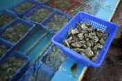 生蠔遭汙染驗出「諾羅病毒」！法國西南多產地衛生局下令緊急禁售