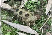 路邊驚見風之谷「王蟲」！　網直呼：在腐海不打卡？內行人曝真相