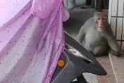影/敢笑我肥！高雄獼猴逛大街突被嫌胖爆走狂追人　他嚇到狂譙「超營養雞排」