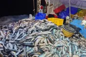 影/大豐收！彰化漁民捕獲1.1萬尾烏魚　單趟進帳逾300萬