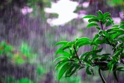 出門記得帶傘！4縣市大雨特報　一路下到晚上