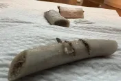好市多「排骨藏刀片」！刀片從哪來　食藥署：切割廠刀具完整