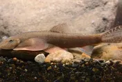 台灣首見特有種淡水魚「玉山間爬岩鰍」　玉管處籲：登山勿隨意干擾