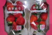 快訊/日本草莓5批不合格！食藥署宣布「5大製造廠」禁止輸台1個月