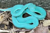 影/赤尾阿凡達？3度巧遇「Tiffany藍青竹絲」卻變胖了　網：夢幻之蛇