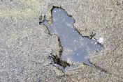 美芝加哥鼠患猖獗「米奇滿街跑」　人行道「老鼠印」成爆紅打卡地標