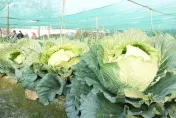 影/被「放大燈」照到？雲林菜農種出巨無霸高麗菜　每顆500元逾20台斤