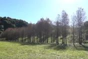 復育成功！基隆垃圾山變仙境　250棵落羽松紅橘色美翻天