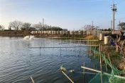 戰「凍」預備！漁業署提醒養殖業者「非常寒冷」　多顧魚塭免寒害