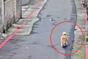 影/萌萌的！愛犬「妹妹」走失飼主急報案　警便當店找到牠正在做這件事