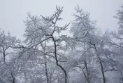 追雪族注意！4類人恐遭「雙急症」夾擊　專家示警：合歡山比玉山危險
