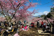 影/高雄桃源櫻花季攜「原」味市集熱鬧登場　花瓣雨野餐超chill
