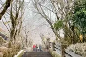 影/太平山霧淞美景如仙境！雪停後體感下飆-6°C　上山不需掛雪鏈