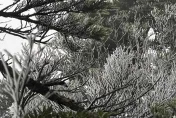 影/不輸北台灣雪景！屏東北大武山稜線降霧淞　銀白世界畫面曝