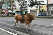 影/埔里甘蔗阿北「大街上騎牛」　在地人曝：超有名