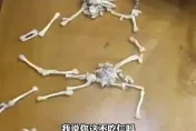 吃牛蛙火鍋被投訴少1隻！老闆「化身法醫」拼骨證明清白
