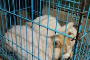 動物園為捉老鼠讓「猴貓同居」　白貓疑遭猴群欺凌…園方挨轟急移出2貓