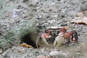 注意腳邊！高雄這公園有凶狠圓軸蟹出沒