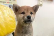 發「柴」啦！彩券行柴犬連汪9聲　新北男刮刮樂爽中100萬